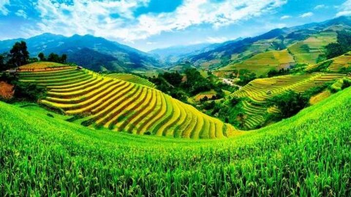Học tiếng Anh và tìm thấy tình yêu: Câu chuyện của chị An và anh David